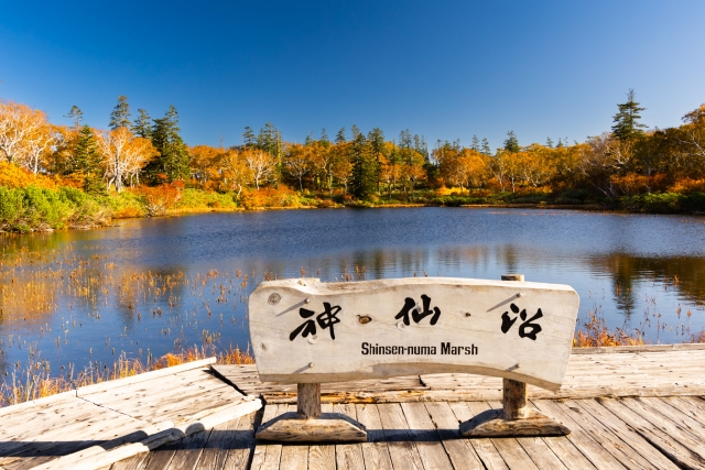 [Hokkaido Regular Sightseeing Bus] R Autumn Shinsen Marsh & Niseko Great Nature Experience Course ~Unexplored Shinsen Marsh, Tastes of the Earth, and Kyogoku's Top 100 Spring Waters~ - Photo 1 of 6