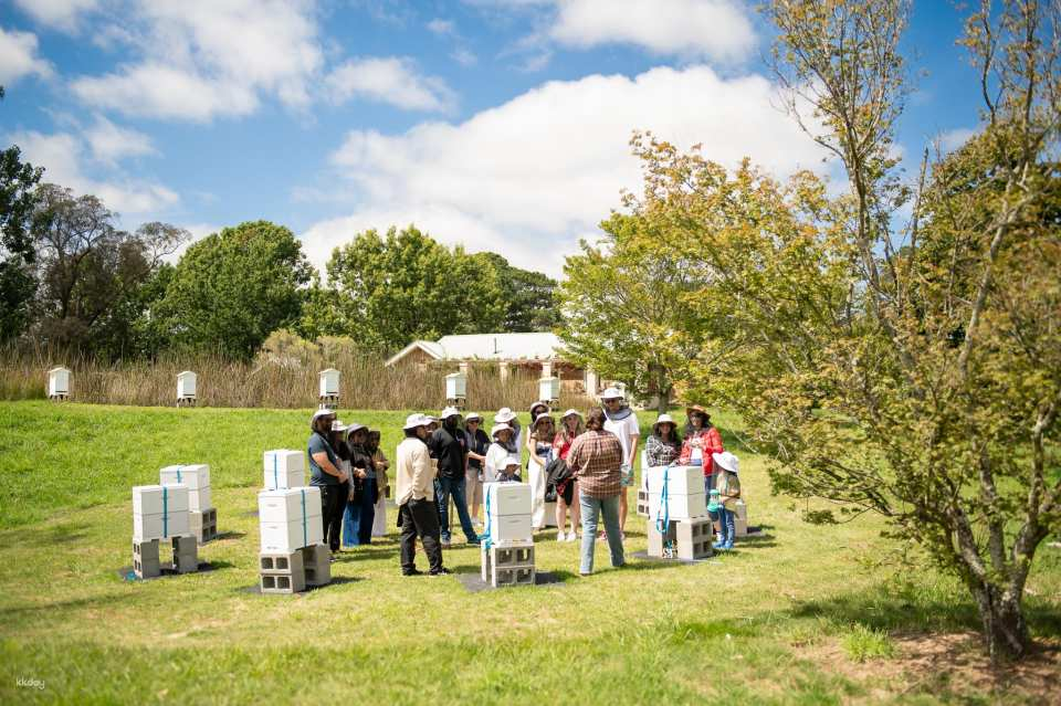 Honey Farm Tour. Guided honey tasting, morning tea and Harvest honey | Bowral | Australia - Photo 1 of 8