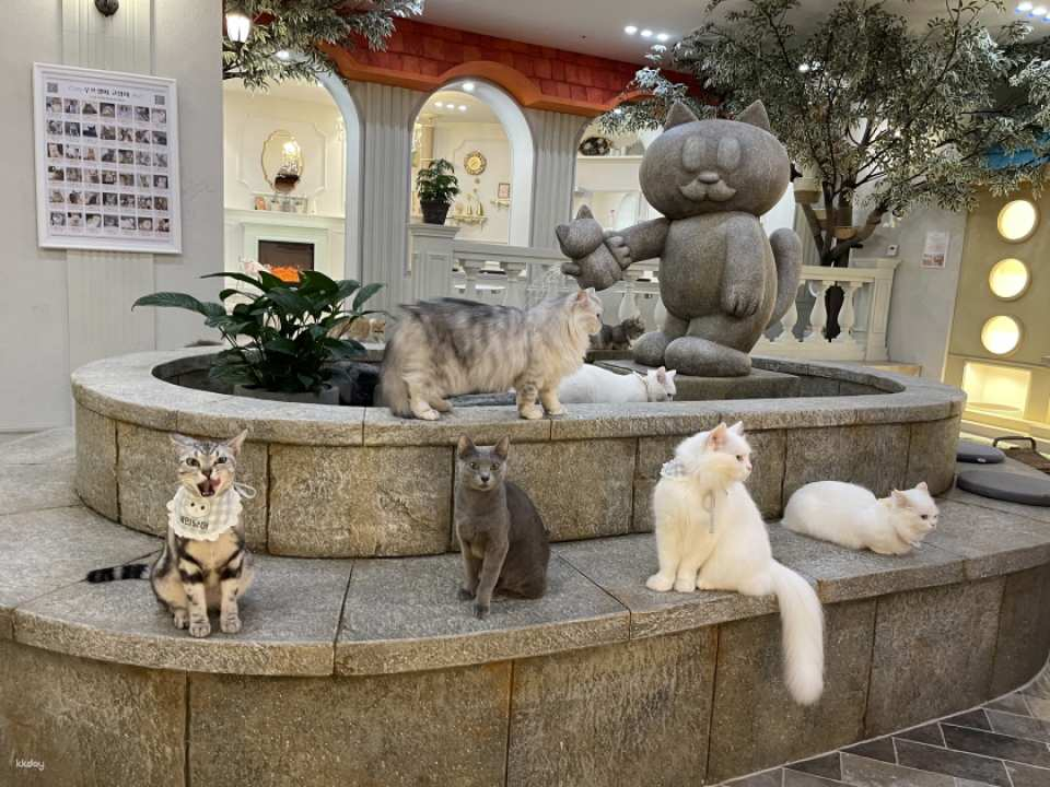[Hongdae] ROOF_CAT_ME Cat Cafe Weekday Discount Admission Ticket - Photo 1 of 8