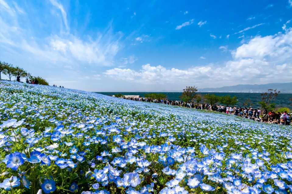 [Includes group tour with 1 person] 2026 Osaka Butterfly Flower Festival One-Day Shared Tour (Osaka Departure) Katsuo-ji Temple & Expo Commemorative Park - Photo 1 of 3