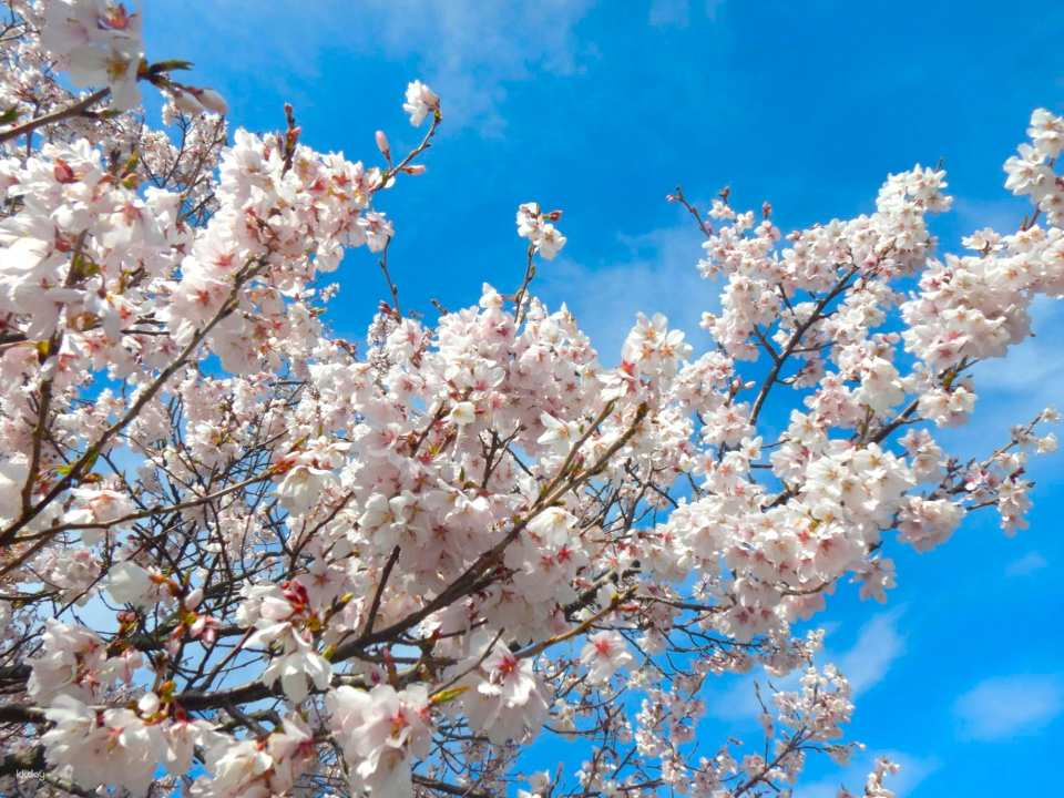 [Japan] Osaka Cherry Blossom Viewing 1-Day Tour | Katsuo-ji Temple, Kako River Embankment Left Bank, Minoo Falls, Mita Outlet - Photo 1 of 5