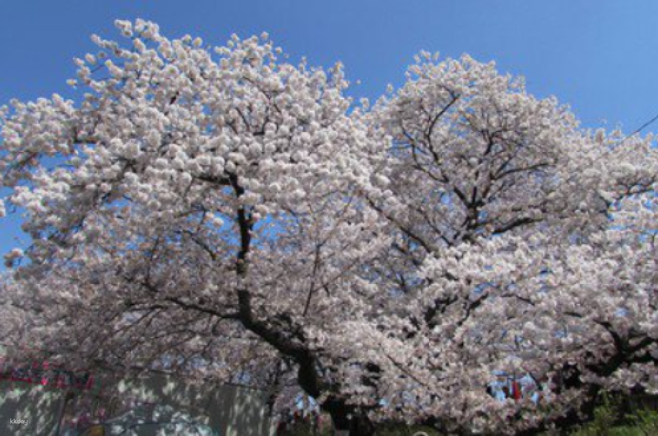 [Japan] Tokyo Cherry Blossom and Orchard 1-Day Tour | Famous Cherry Blossom and Rapeseed Flower Spots - Kote Gongendo Park, Sano Outlet, Strawberry Orchard Experience - Photo 1 of 5