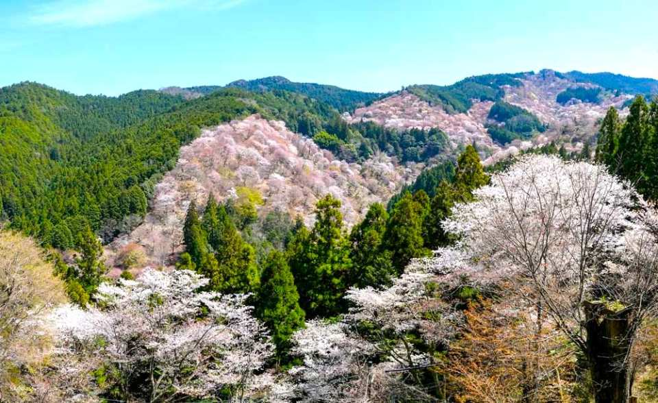 [Japan] Yoshino Mountain Senbonzakura (Thousand Cherry Blossoms) in Osaka - 1-Day Tour | World's Largest MUJI Store, Cherry Blossoms and Rapeseed Flowers, Fujiwara Palace Ruins - Photo 1 of 5