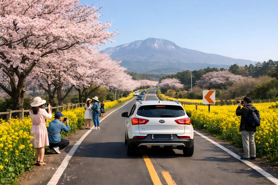 Jeju Cherry Blossom Season Day Trip | Gashiri Rapeseed Flowers & Udo Island & Seongsan Ilchulbong Peak & Woljeongri Shared Car Day Trip - Photo 1 of 5