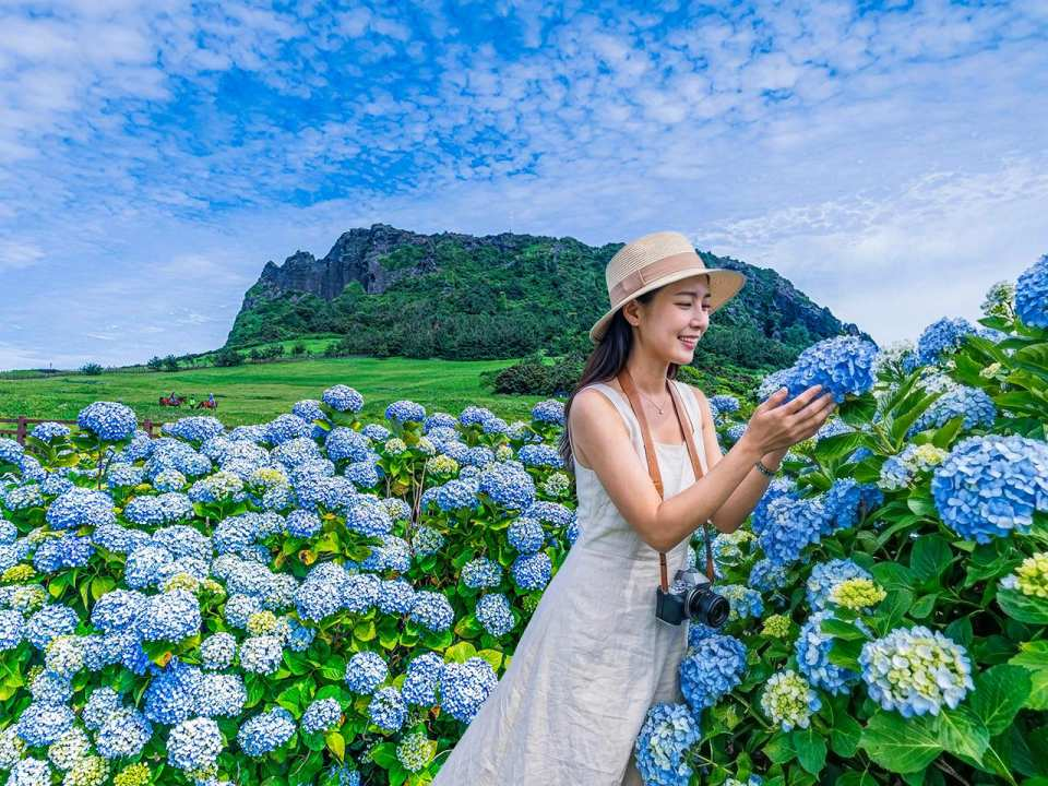 JEJU Summer Hydrangea Festival with Unesco Site One day Tour - Photo 1 of 10