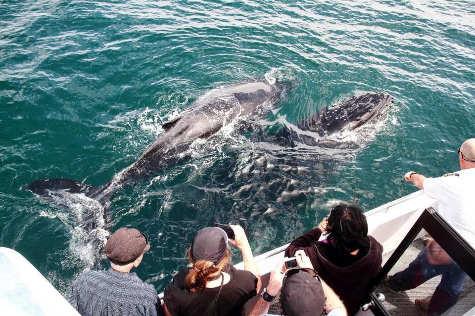 Jervis Bay Wild Dolphin Cruise | New South Wales - Photo 1 of 8