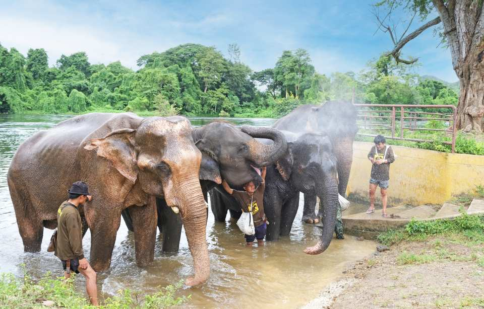 Kanchanaburi Elephant World Day Tour from Bangkok or Kanchanaburi | Thailand - Photo 1 of 10