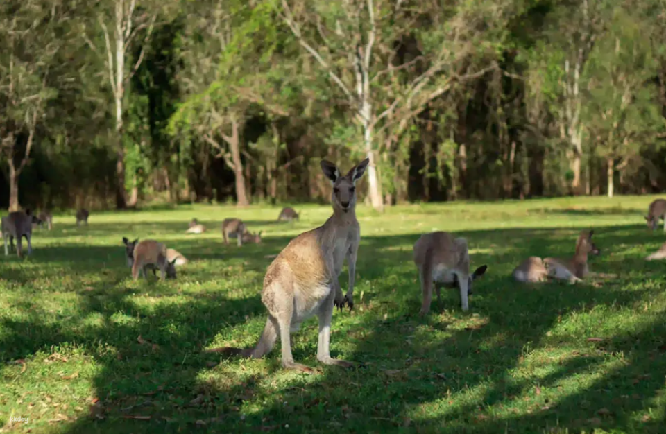 Kangaroos and Mountain Views Morning Tour | Gold Coast - Photo 1 of 10