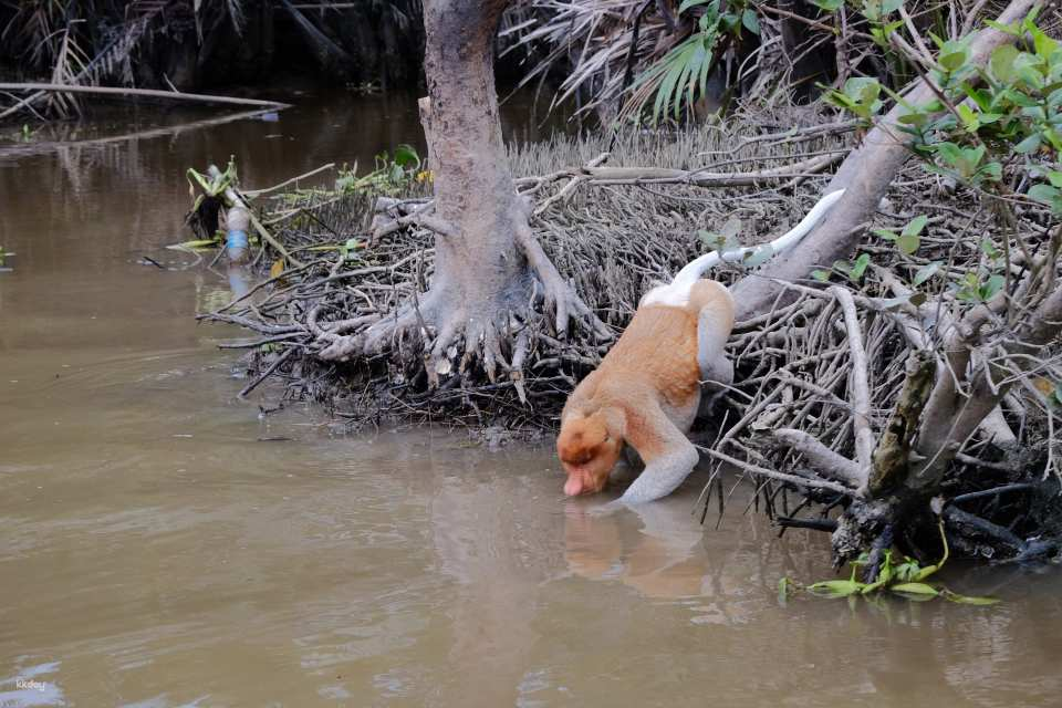Klias Wetland Mangrove & Fireflies River Cruise | Kota Kinabalu, Sabah - Photo 1 of 7