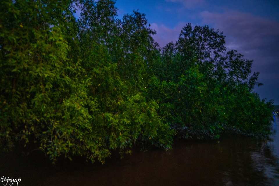 Kuala Lumpur, Eagle Feedings, Fireflies and Blue Tears Tour | Malaysia - Photo 1 of 10