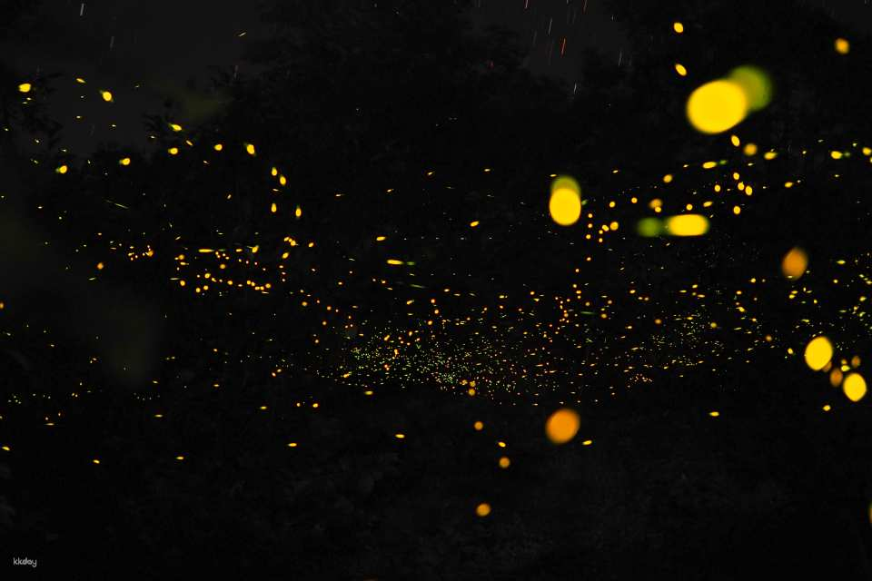 Kuala Selangor Fireflies Tour with Add-On Seafood Dinner from Kuala Lumpur | Malaysia - Photo 1 of 4