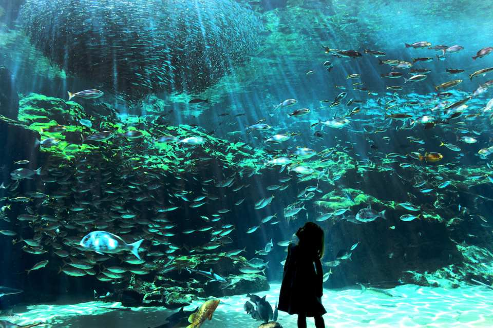 Kujukushima Aquarium Umi Kirara Admission Ticket | Japan - Photo 1 of 8