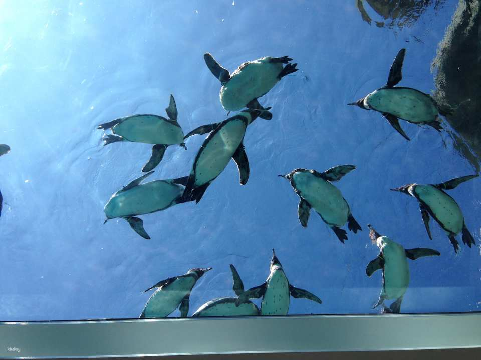 Kujukushima Zoological & Botanical Garden Mori Kirara Tickets | Nagasaki - Photo 1 of 7