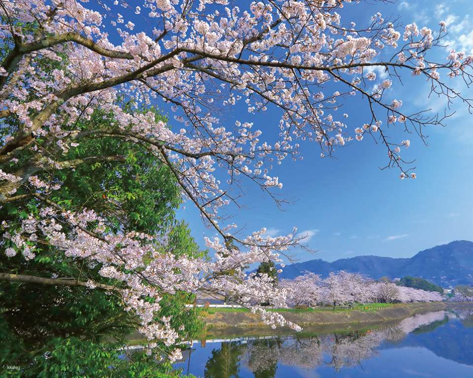 Kumamoto Uto Cherry Blossom, Castle ,Strawberry Picking 1-Day Tour - Photo 1 of 10