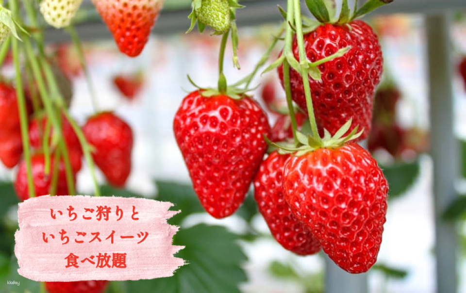 Kurashiki Bikan Historical Quarter, Strawberry Picking & Sweets Buffet Bus Tour from Osaka - Photo 1 of 4