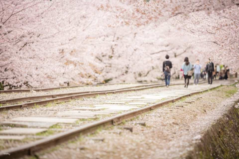 Kyoto Cherry Blossom 1 Day Walking Tour - Photo 1 of 8
