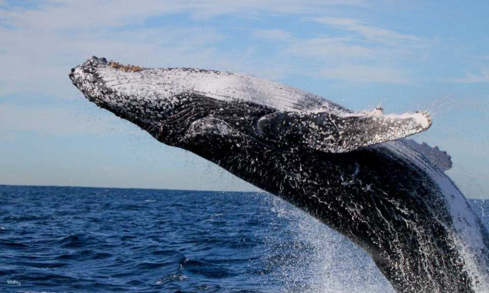 Lake Macquarie Whale Watching Cruise | Newcastle - Photo 1 of 3