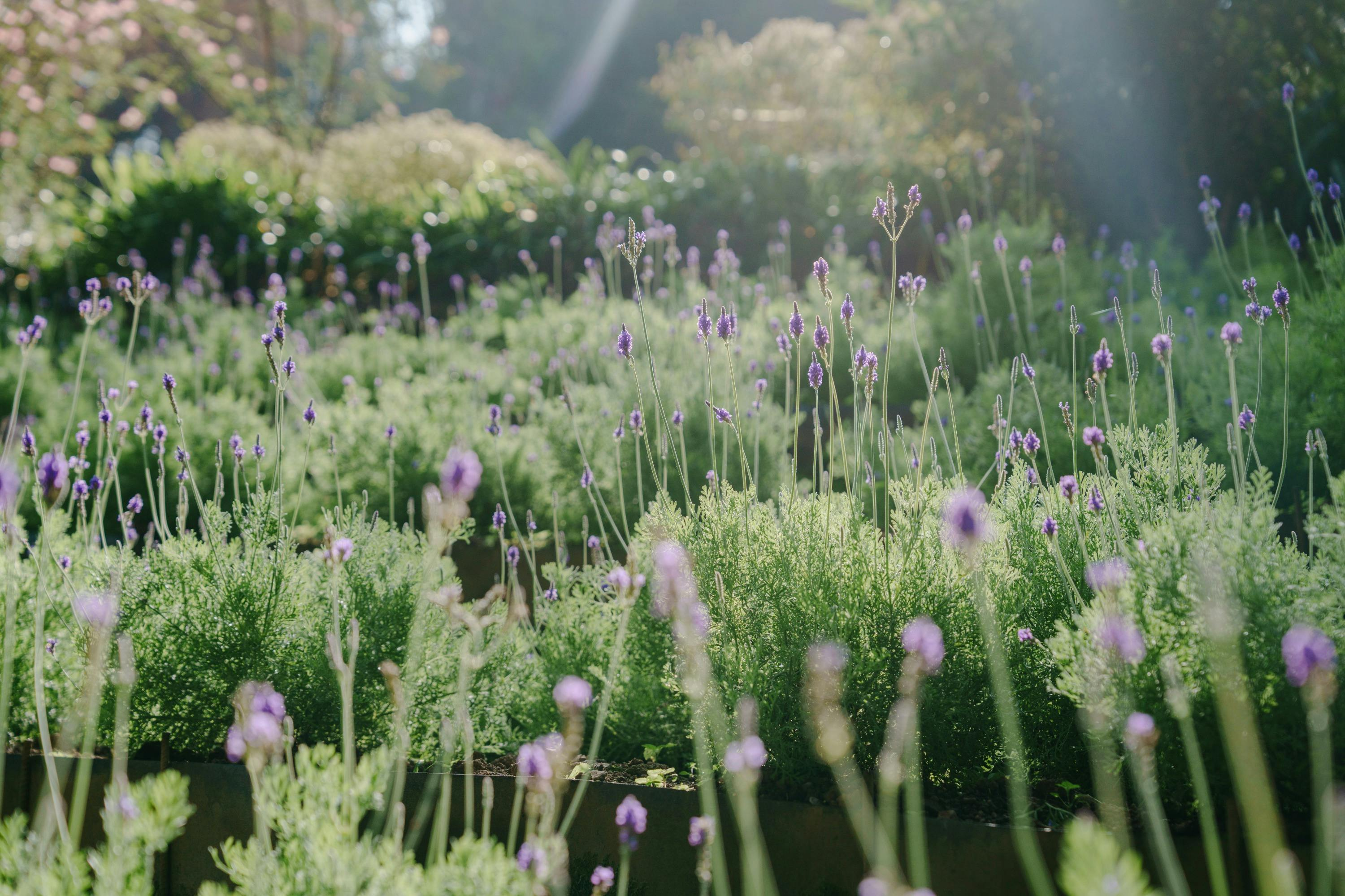 Lavender Cottage & Taichung Xinshe: Admission Ticket - Photo 1 of 11