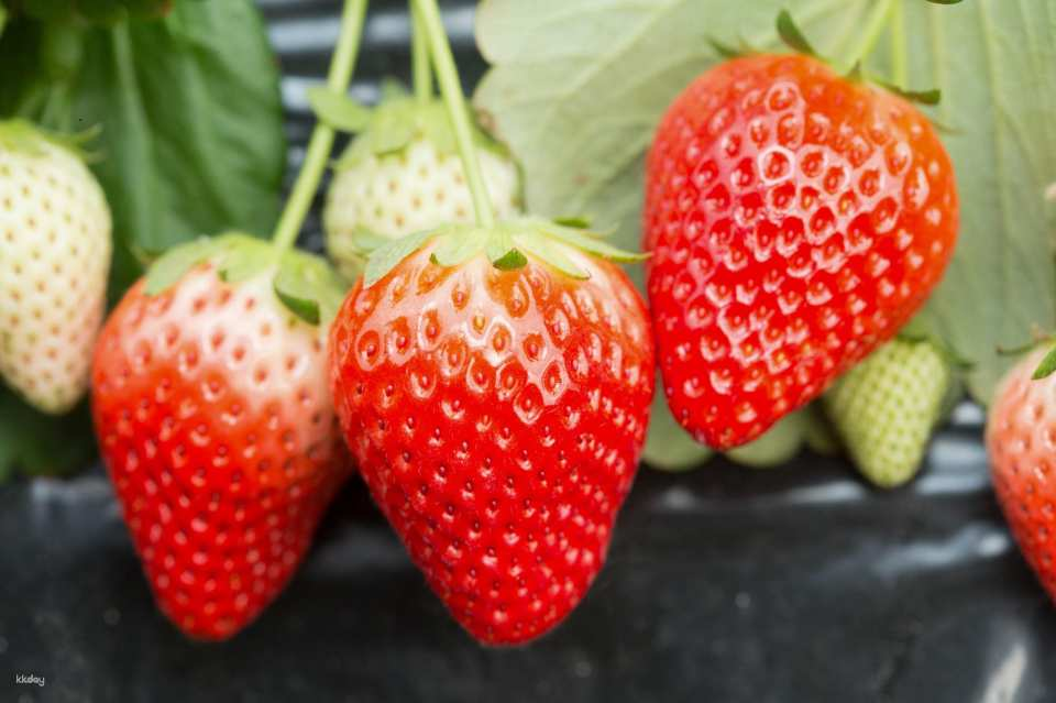 Limited-time offer for 6 days! Experience three kinds of fruit picking in Gunma: loquats, cherries, and strawberries! Triple picking and all-you-can-eat! [Departure from Shinjuku, Ueno, and Tokyo] - Photo 1 of 6