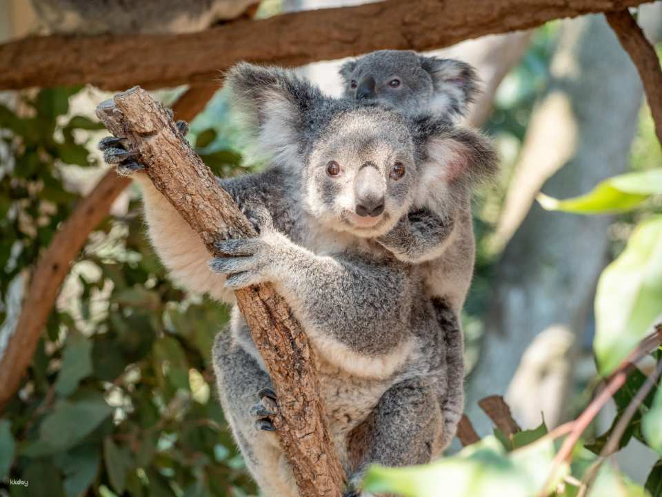 Lone Pine Koala Sanctuary Ticket | Brisbane - Photo 1 of 7