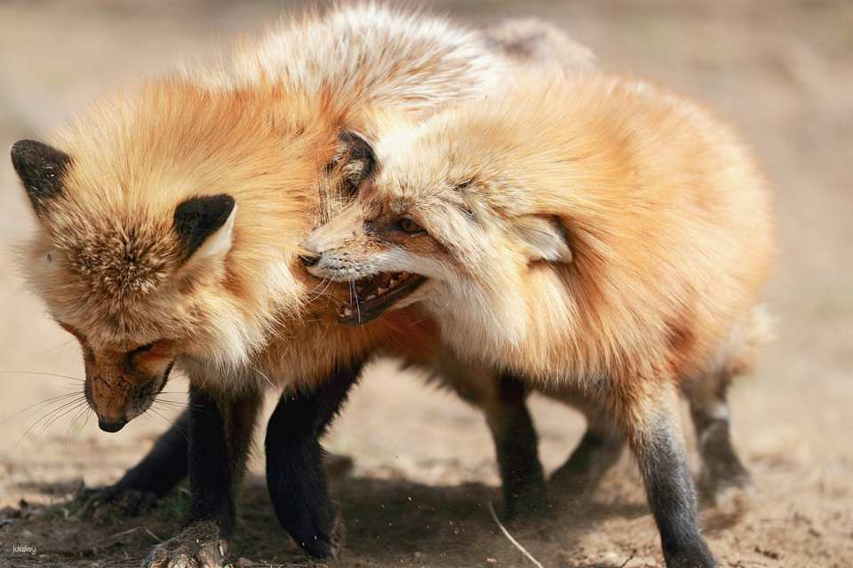 Mini Tour - 6-Day Hokkaido Family Nature and Eco Tour | Higashichitoko Five Lakes & Shikisai-no-oka & Kitami Fox Village | Minimum 2-8 people | Private vehicle, no group sharing | Airfare not included - Photo 1 of 10