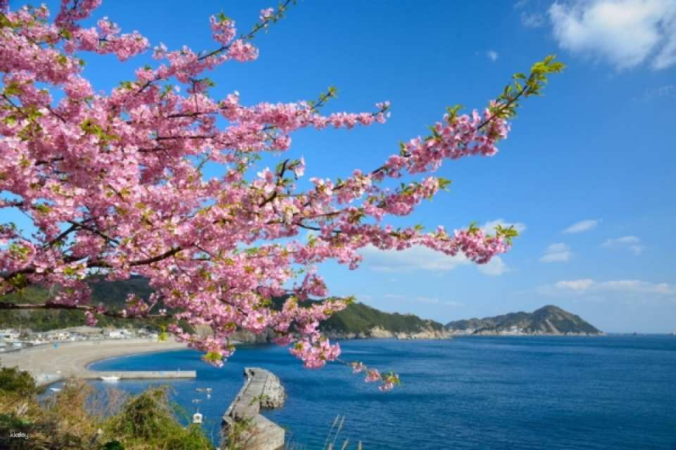 Mini Tour - Kyushu Cherry Blossom and Plum Blossom Viewing 5 Days | Bungo Waterway Kawazu Cherry Blossom Festival & Two Nights at Onsen & Sarakurayama Ropeway | Minimum 2-8 people, Private vehicle, no group sharing, Airfare not included - Photo 1 of 7