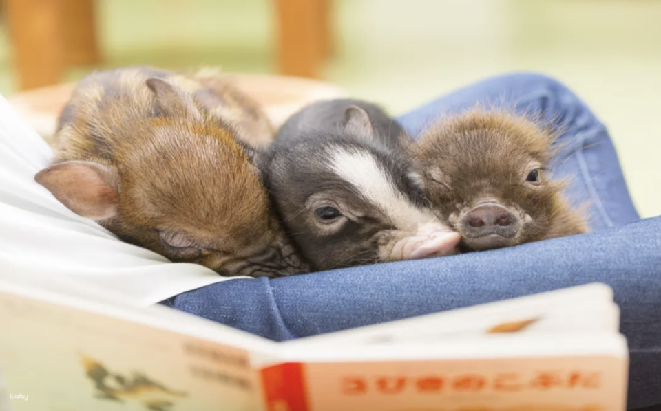 [Multiple Locations in Japan | Tokyo, Osaka, Fukuoka, Sapporo] Mipig Pig Cafe Experience Reservation | Popular Healing Animal Interaction - Photo 1 of 4