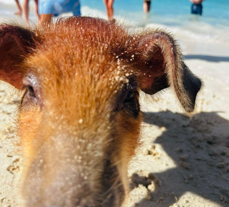 Nassau: 3 Islands Tour, Snorkel, Pig Beach, Turtles & Lunch - Photo 1 of 10