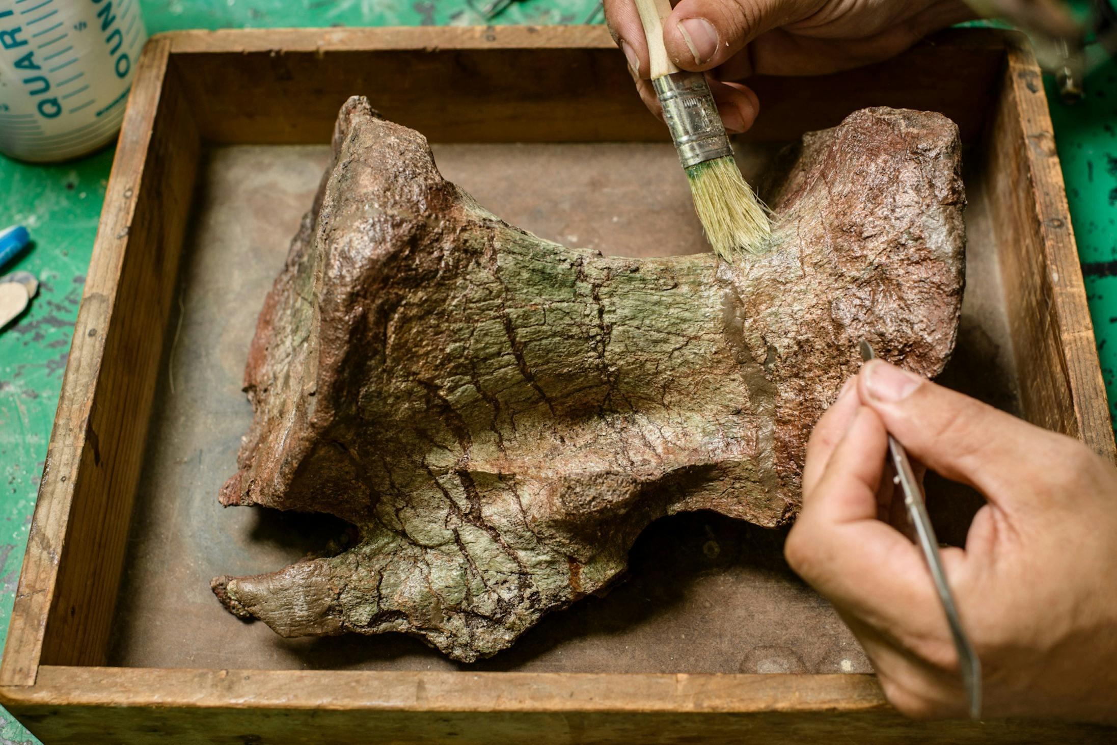 Natural History Museum of Los Angeles County: Guided Insider Tour - Photo 1 of 5