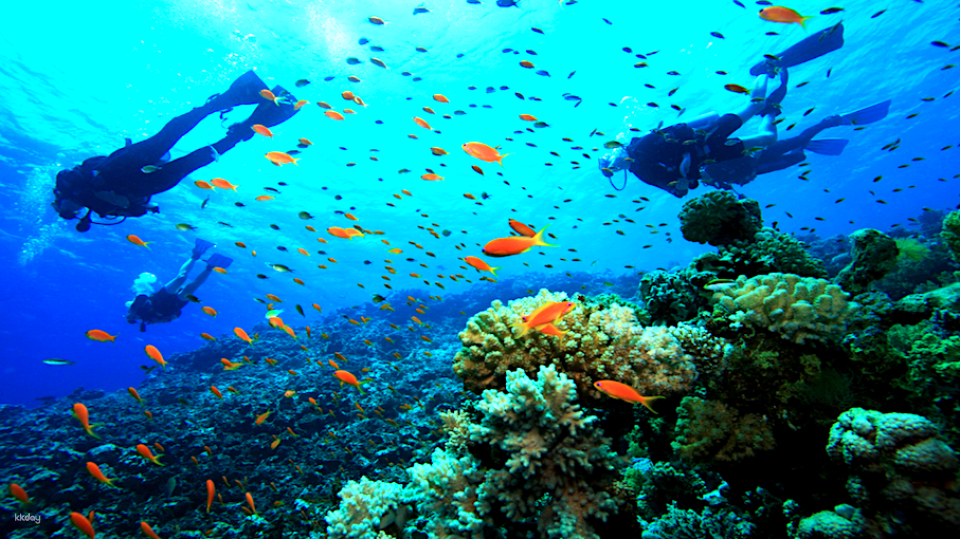 Nha Trang Hon Mun Island Experience Diving or Sea Walking Tour | Round-trip pick-up, snorkeling, lunch included - Photo 1 of 5