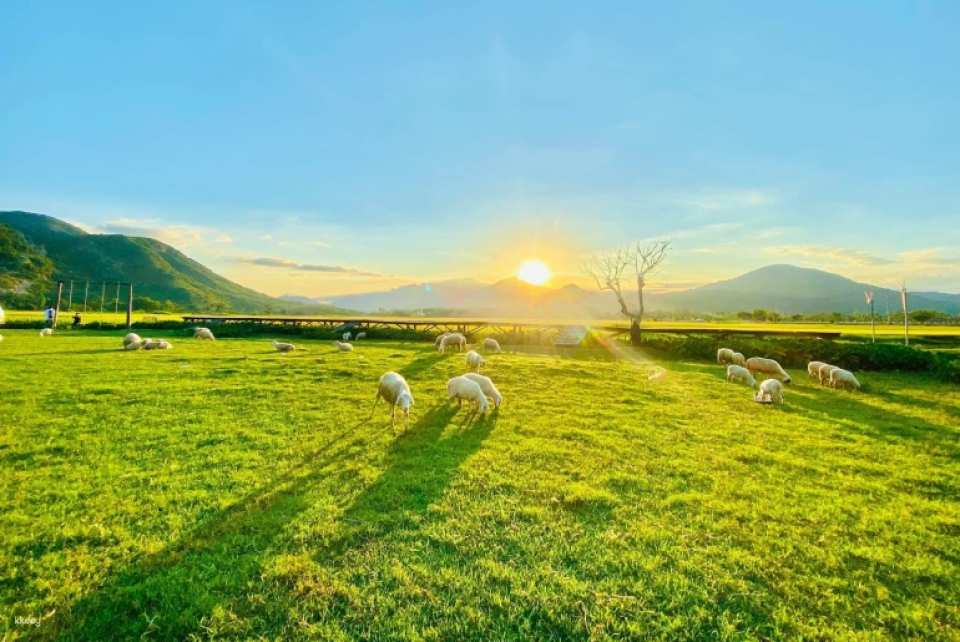 Ninh Thuan Sunrise Tour: Explore Sand Dunes, Sheep Fields, and Poklong Garai Tower| from Nha Trang, Viet Nam - Photo 1 of 6