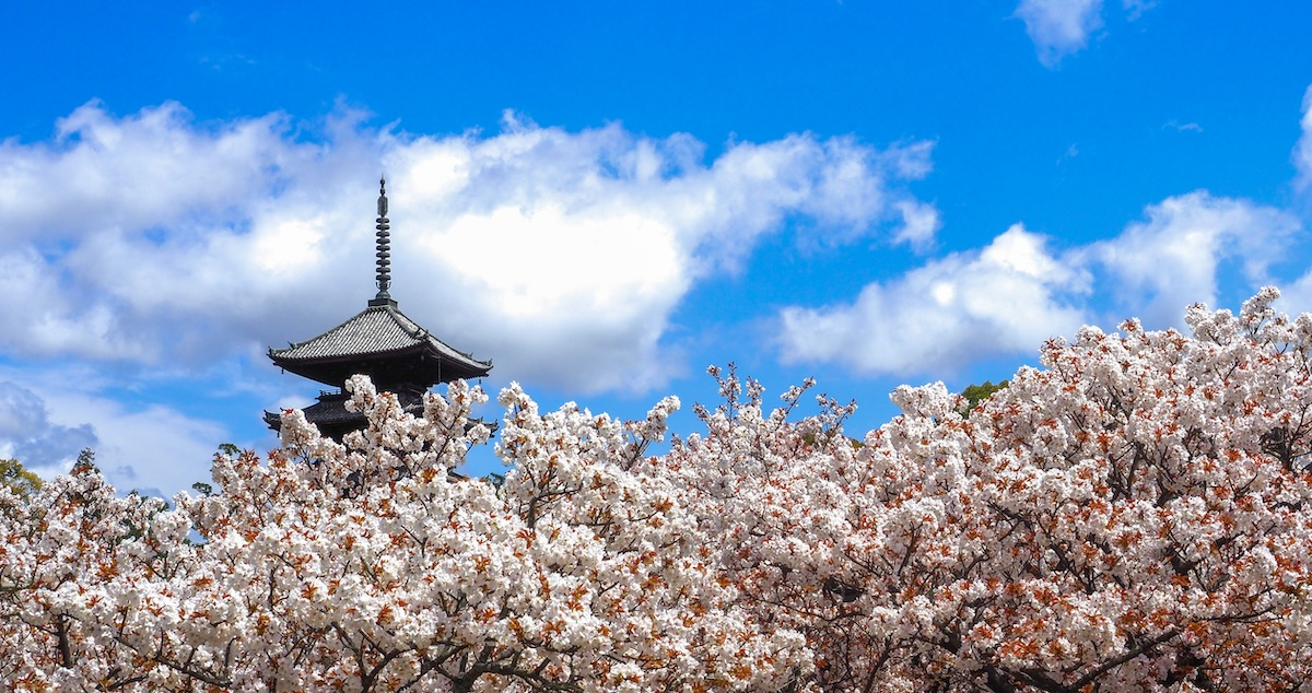 Ninnaji Temple Goshoteien Garden & Omuro Flower Festival Admission Ticket | Smooth Entry with Advance Purchase | Recommended for Families & Couples - Photo 1 of 10