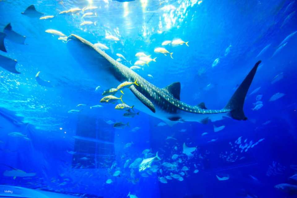 Okinawa Churaumi Aquarium Admission Ticket | Japan - Photo 1 of 5