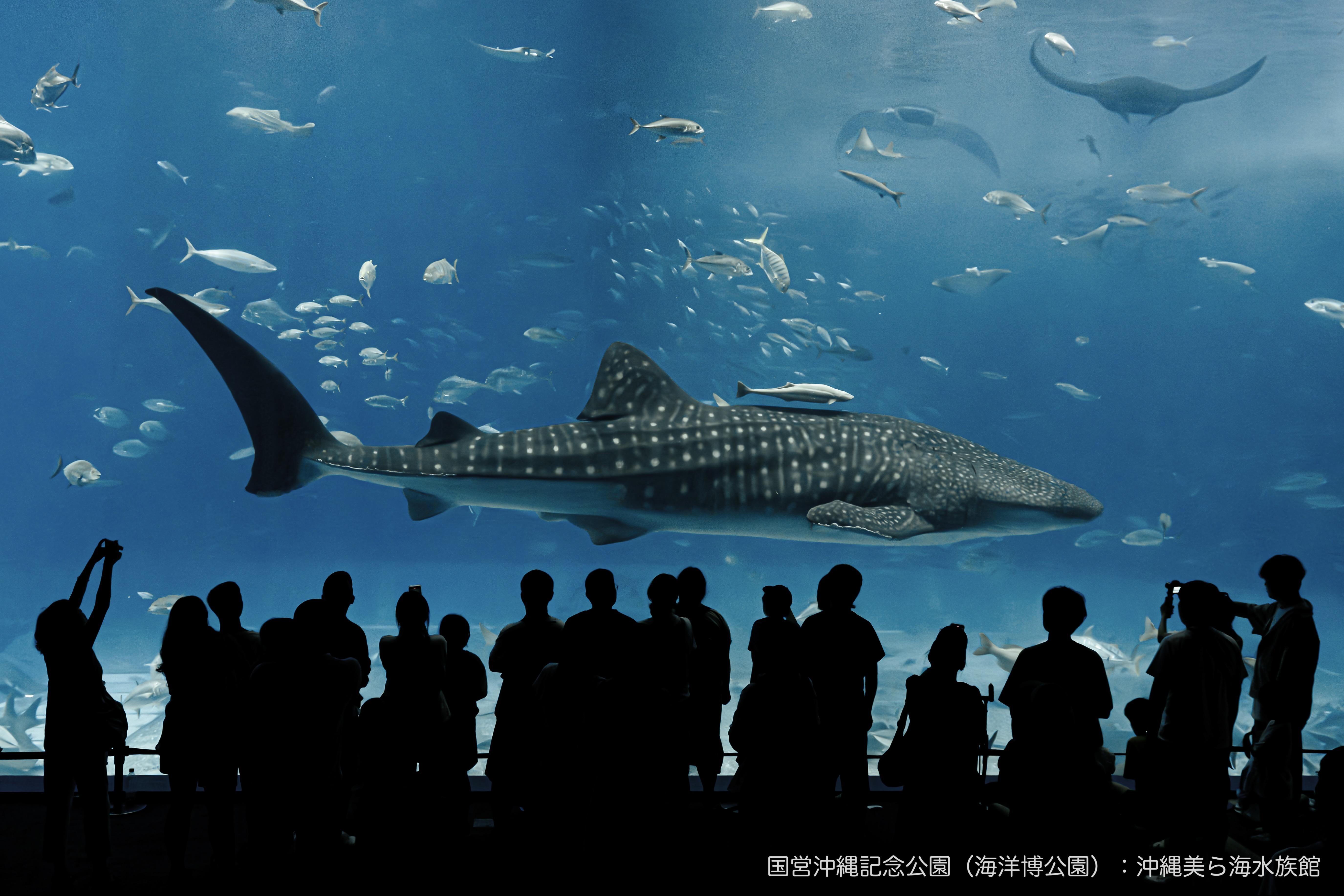 Okinawa Churaumi Aquarium Web Ticket (Admission Ticket) - Photo 1 of 5