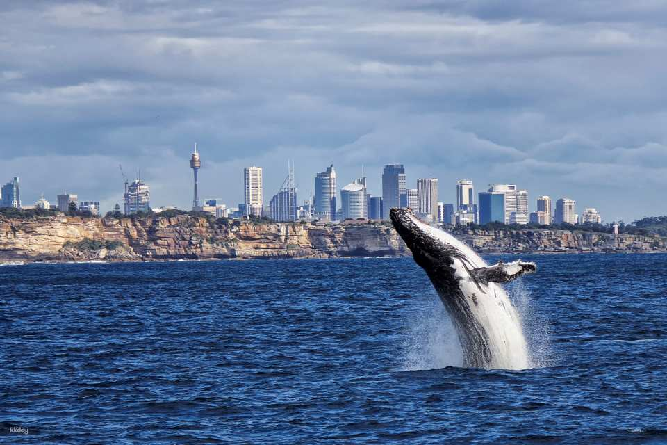 Oz Whale Watching Cruise with Breakfast or Lunch | Sydney - Photo 1 of 10
