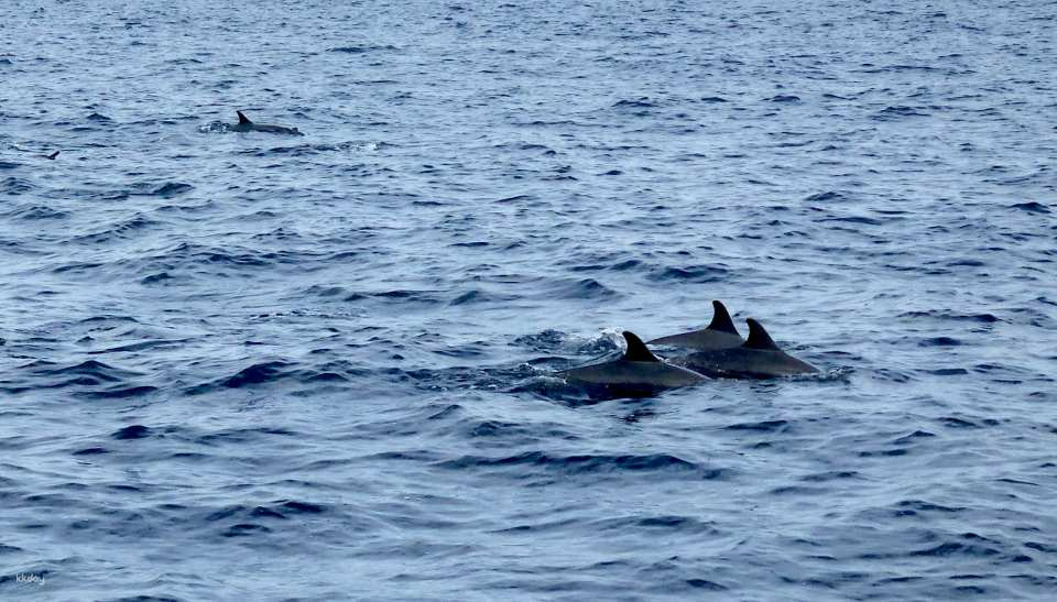 Panglao Island Hopping and Dolphin Watching Tour With Tour Guide: Balicasag Island & Virgin Island | Bohol - Photo 1 of 10