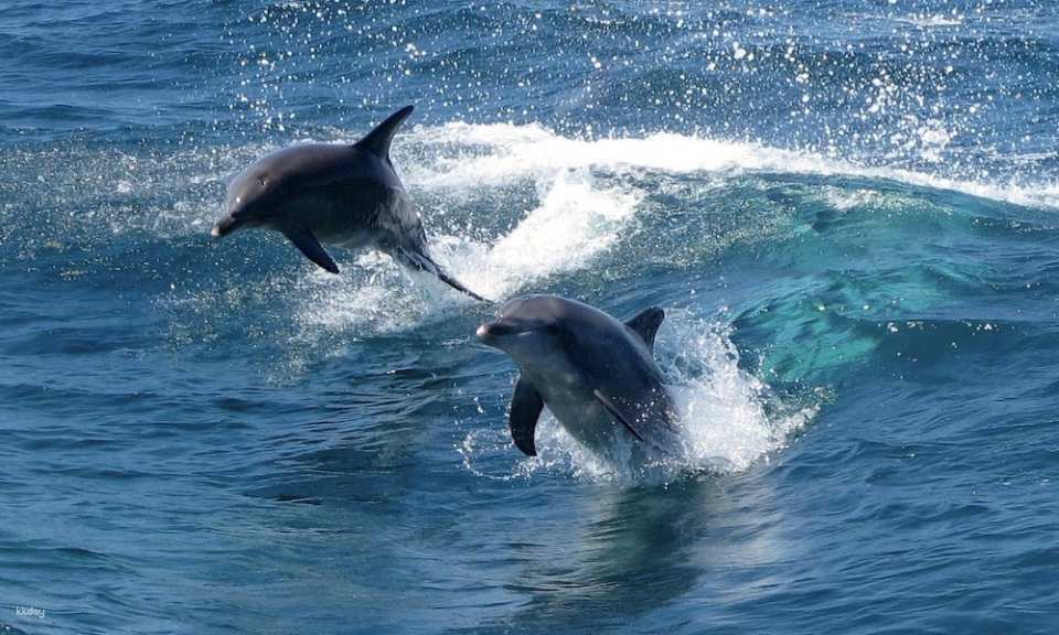 Penguin Island Cruise from Perth | Western Australia - Photo 1 of 5