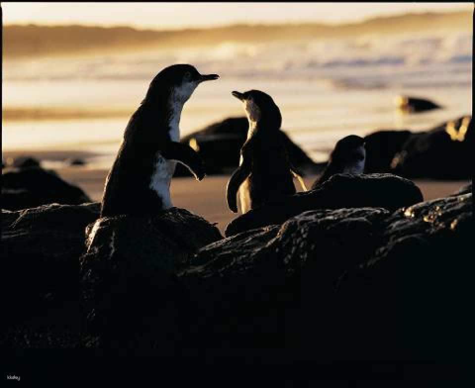 Phillip Island Penguin Parade & Coastal Views Tour | Victoria - Photo 1 of 7