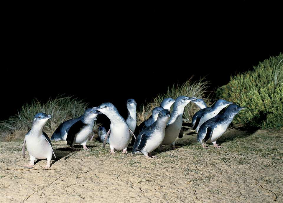 Phillip Island Wildlife Park & Penguin Parade Day Tour from Melbourne | Victoria - Photo 1 of 5