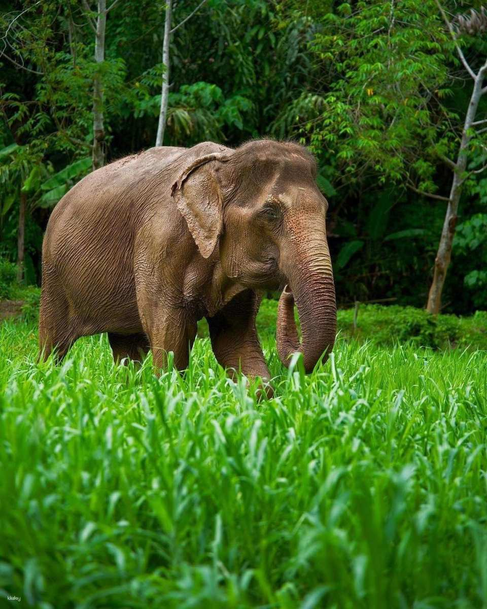 Phuket Elephant Nature Reserve | Thailand - Photo 1 of 10