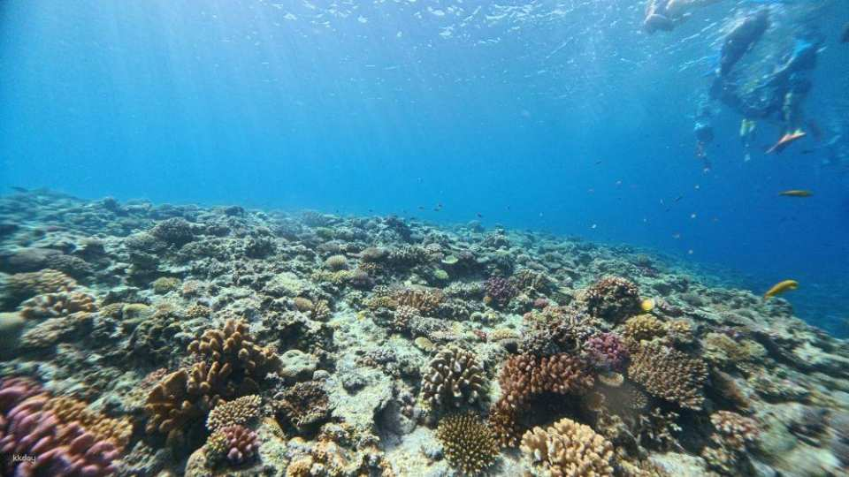 [Popular Water Activities in Okinawa] Half-Day Snorkeling Trip to Uninhabited Islands in the Kerama Islands - Photo 1 of 6