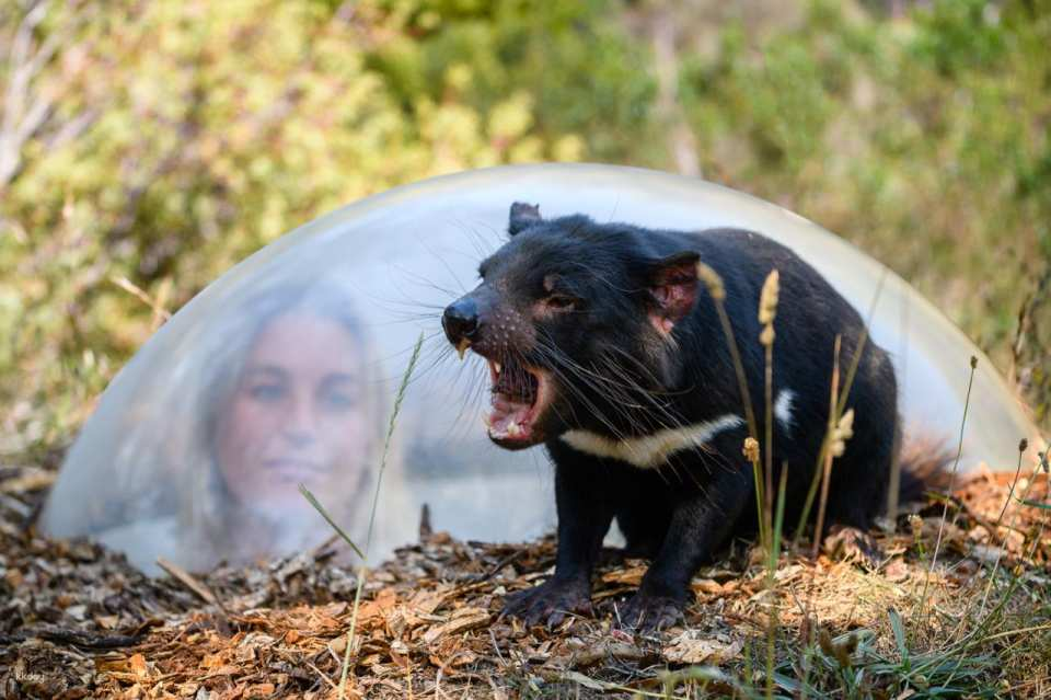 Port Arthur & Tassie Devils Tour | Tasmania - Photo 1 of 7