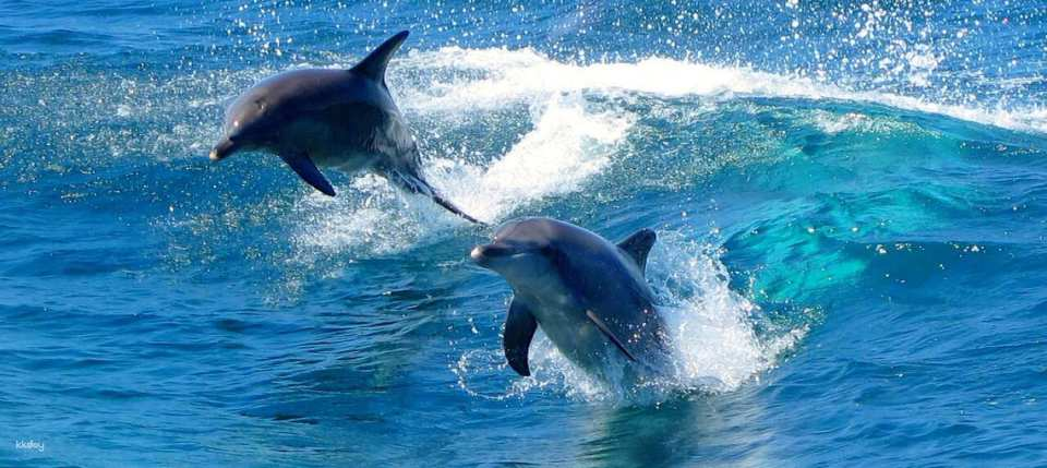 Port Stephens Experience: Dolphins, Koalas and Sand Dunes in a Day - Photo 1 of 6