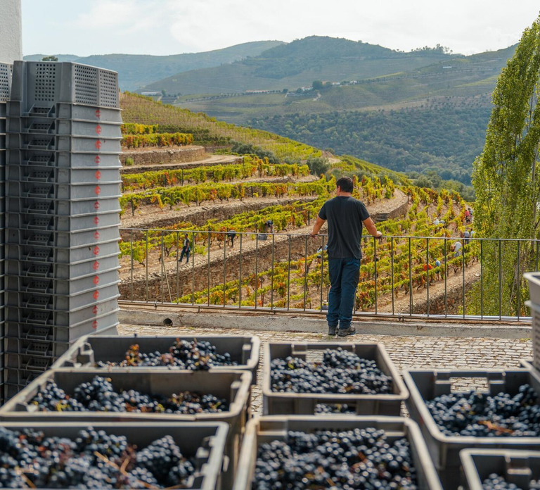 Porto: Douro Valley & Amarante Wine, Food & River Tour - Photo 1 of 10