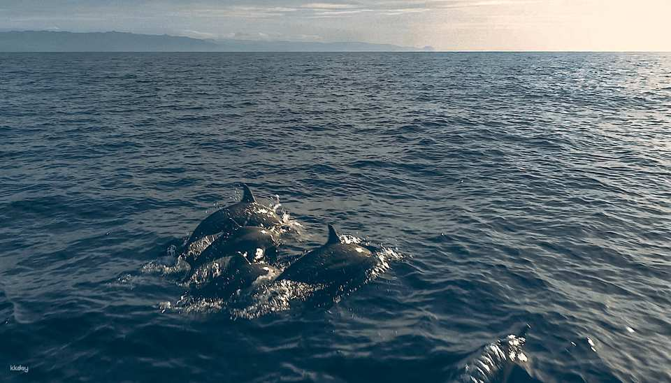 Private Bohol Dolphin Watching & Island Hopping Tour (Balicasag Island & Virgin Island Sandbar) | Philippines - Photo 1 of 6