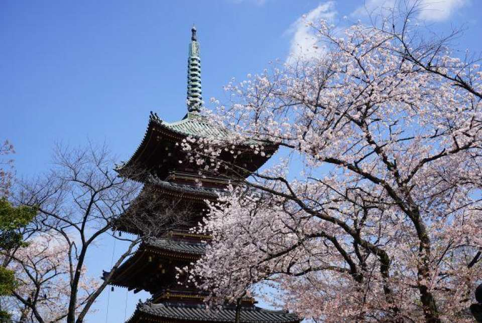 Private private charter car in Tokyo | Private private charter car tour within Tokyo | Private private charter car during cherry blossom season in Japan | Chidorigafuchi / Ueno Park / Meguro River / Sumida Park - Photo 1 of 9