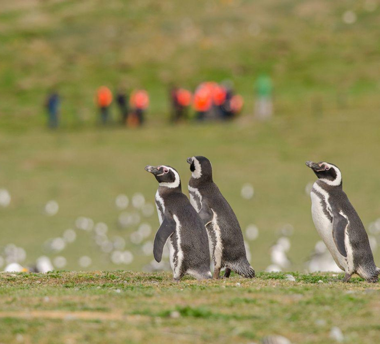 Punta Arenas: Walk with Penguins on Magdalena & Marta Island - Photo 1 of 10