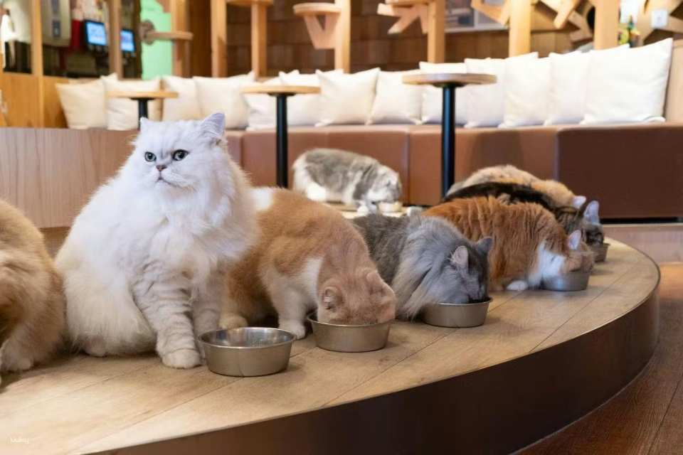 Tokyo, Japan | MOCHA Cat Cafe Admission Ticket (Multiple locations available in Ikebukuro, Harajuku, and Shibuya | Weekday only | Includes a drink bar) - Photo 1 of 6