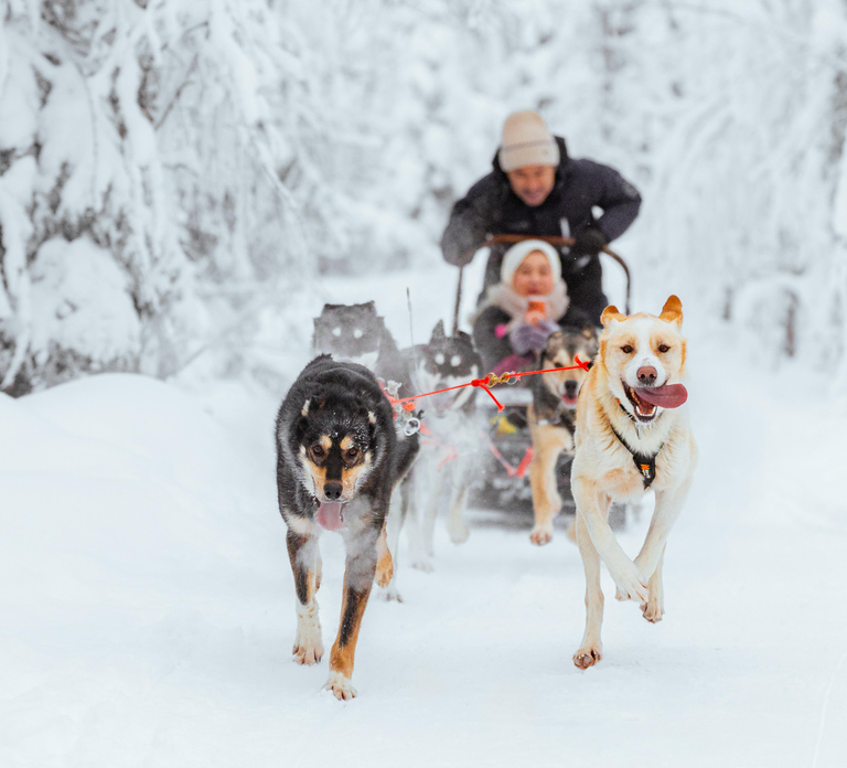 Rovaniemi: Insider 10 km Husky Sled Ride - Photo 1 of 10