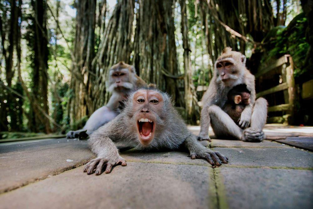Sacred Monkey Forest Ubud - Photo 1 of 8